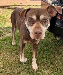 Lost Male Dog last seen FYAA- Jefferson Forest Road, Forest, VA 24551