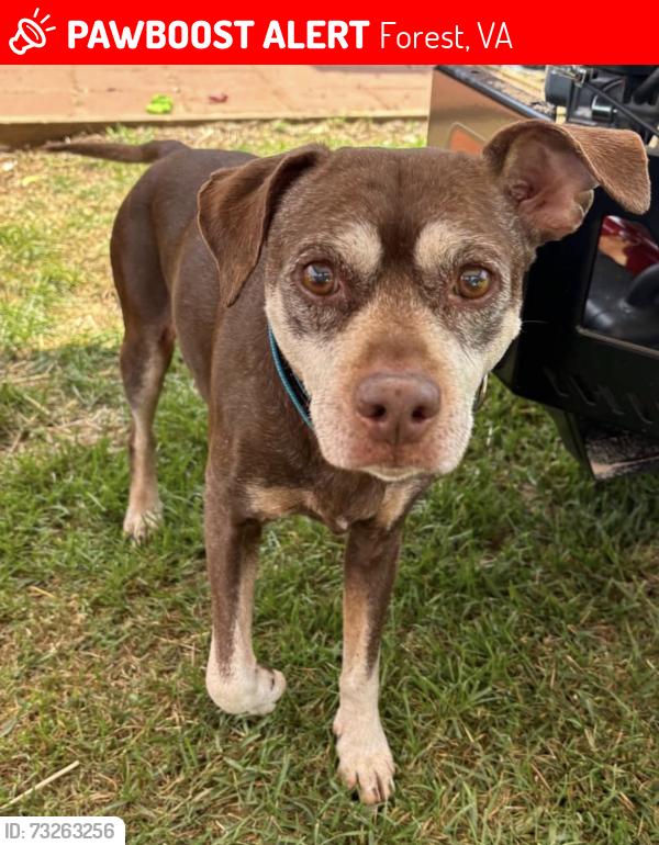 Lost Male Dog last seen FYAA- Jefferson Forest Road, Forest, VA 24551