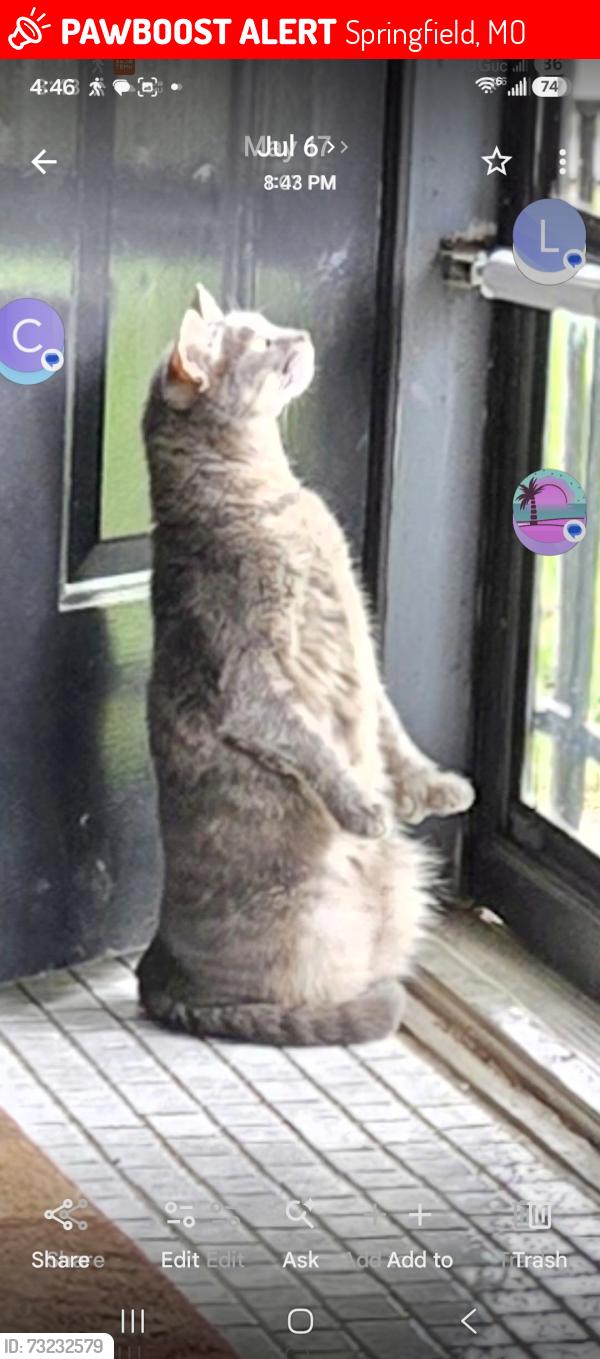 Lost Female Cat last seen E Cherokee St and S Weller, Springfield, MO 65804