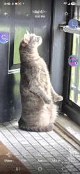 Lost Female Cat last seen E Cherokee St and S Weller, Springfield, MO 65804