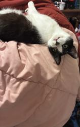 Lost Male Cat last seen North Logan Walmart, Logan, UT 84341