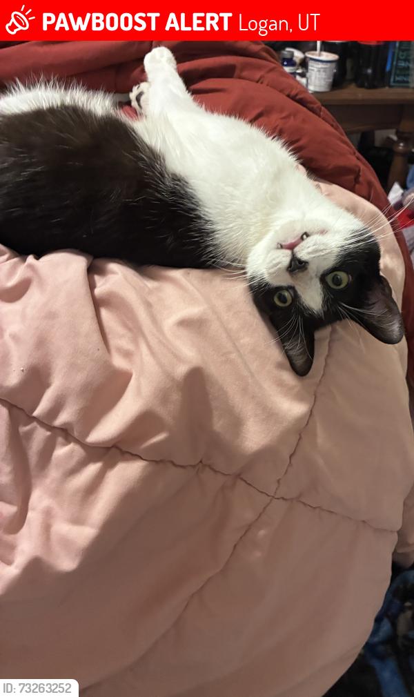 Lost Male Cat last seen North Logan Walmart, Logan, UT 84341
