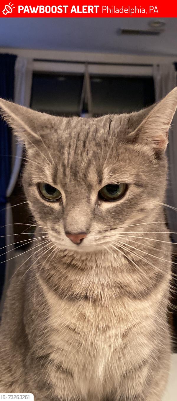 Lost Female Cat last seen Cantina la Martina, Philadelphia, PA 19134