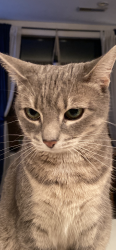Lost Female Cat last seen Cantina la Martina, Philadelphia, PA 19134