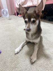 Reunited Male Dog last seen Buchert Rd, Sanatoga, PA 19464