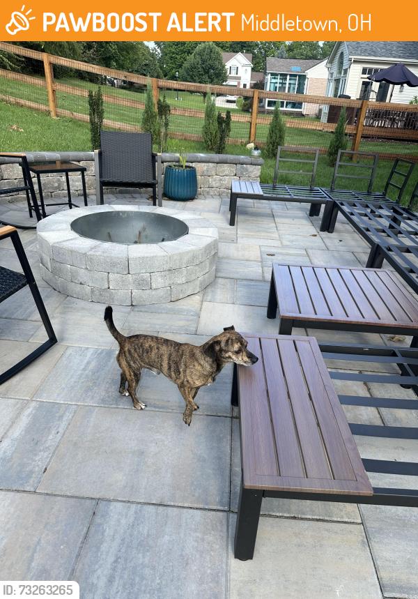 Found/Stray Male Dog last seen Isherman and Moore Middletown ohio, Middletown, OH 45044
