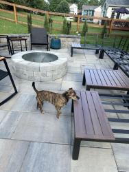 Found/Stray Male Dog last seen Isherman and Moore Middletown ohio, Middletown, OH 45044