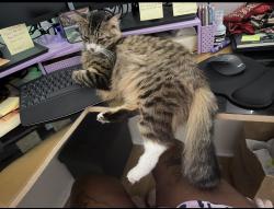 Lost Male Cat last seen Magnus Way, San Diego, CA 92113