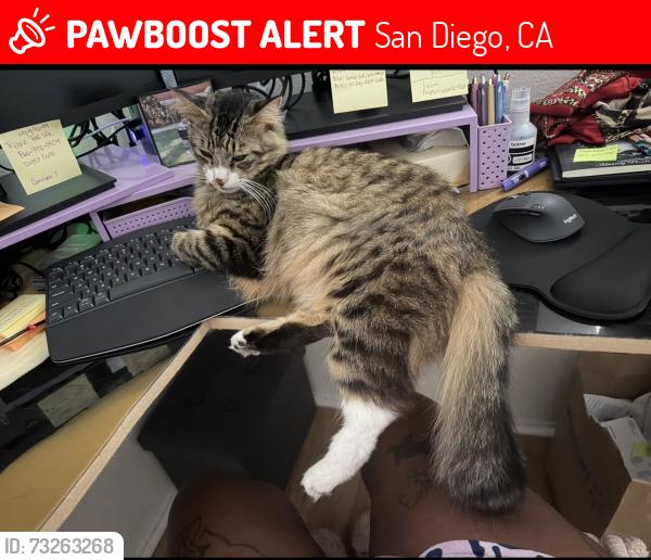 Lost Male Cat last seen Magnus Way, San Diego, CA 92113