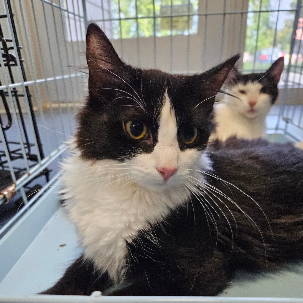 Shelter Stray Female Cat last seen , 980 Guilford College Rd, Greensboro, NC 27409, USA