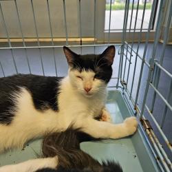 Shelter Stray Unknown Cat last seen , 980 Guilford College Rd, Greensboro, NC 27409, USA