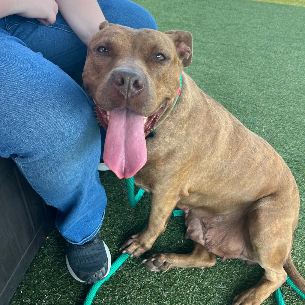 Shelter Stray Female Dog last seen , Animal Care & Control Team of Philly, 111 W Hunting Park Ave, Philadelphia, PA 19140, USA