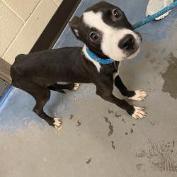 Shelter Stray Female Dog last seen , 2350 Appling City Cove, Memphis, TN 38133, USA