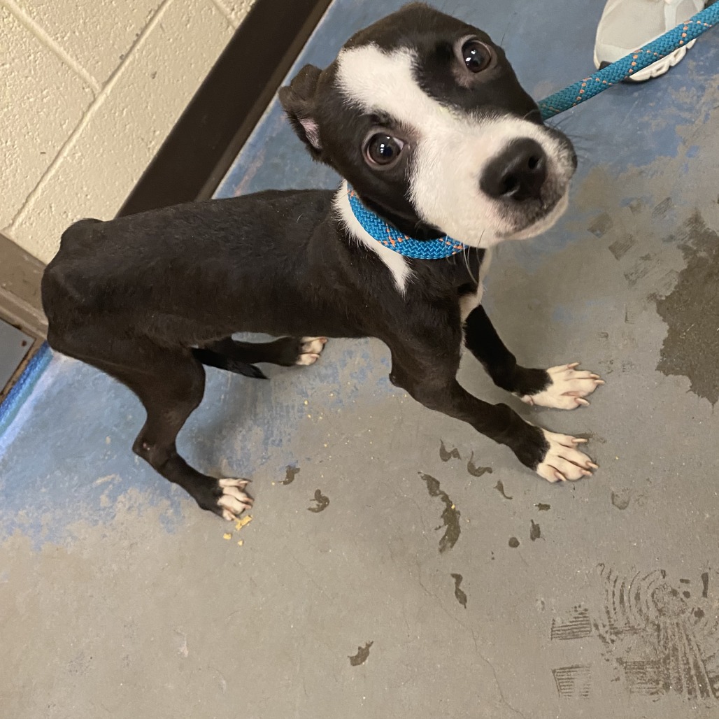 Shelter Stray Female Dog last seen , 2350 Appling City Cove, Memphis, TN 38133, USA
