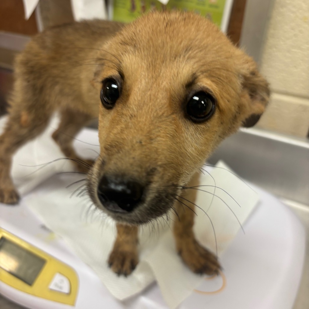Shelter Stray Female Dog last seen , 2350 Appling City Cove, Memphis, TN 38133, USA