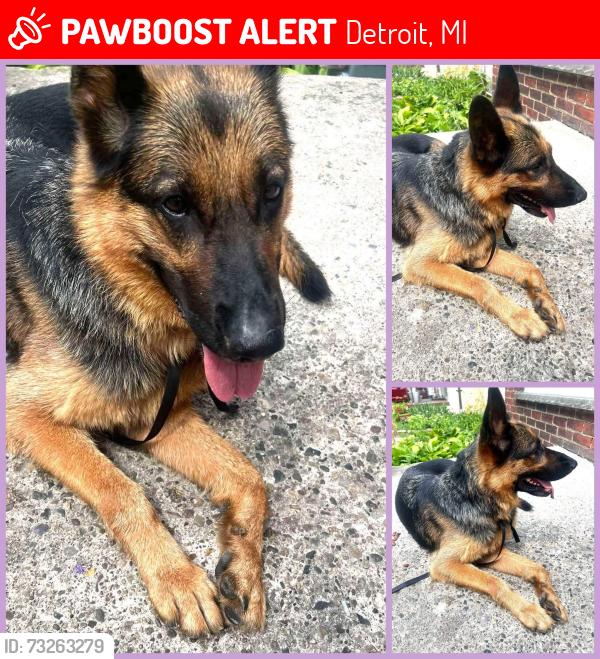 Lost Female Dog last seen Livernois & warren, Detroit, MI 48210