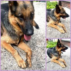 Lost Female Dog last seen Livernois & warren, Detroit, MI 48210