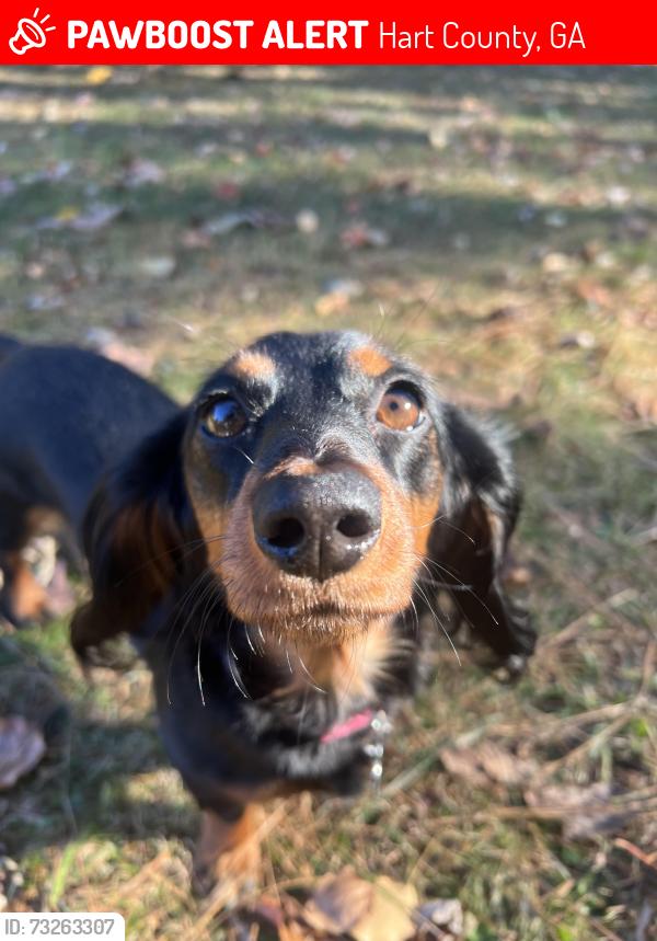 Lost Female Dog last seen Bio ln, Hart County, GA 30643