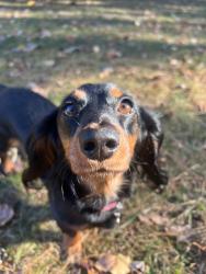 Lost Female Dog last seen Bio ln, Hart County, GA 30643