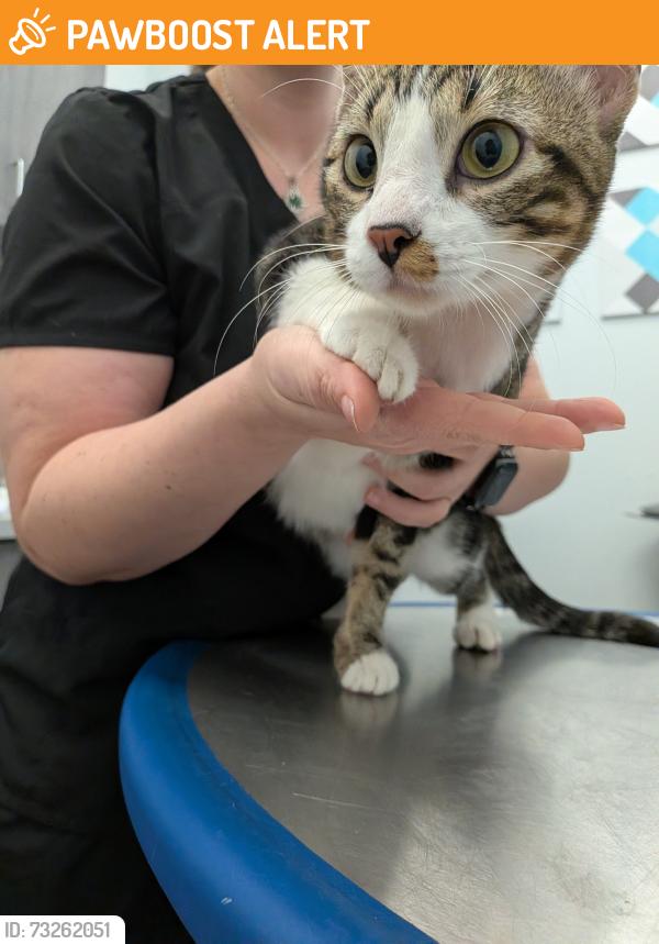 Found/Stray Male Cat last seen Park Knoll at Cimarron, Memorial Parkway, TX 77450