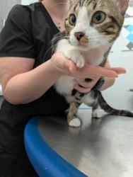Found/Stray Male Cat last seen Park Knoll at Cimarron, Memorial Parkway, TX 77450