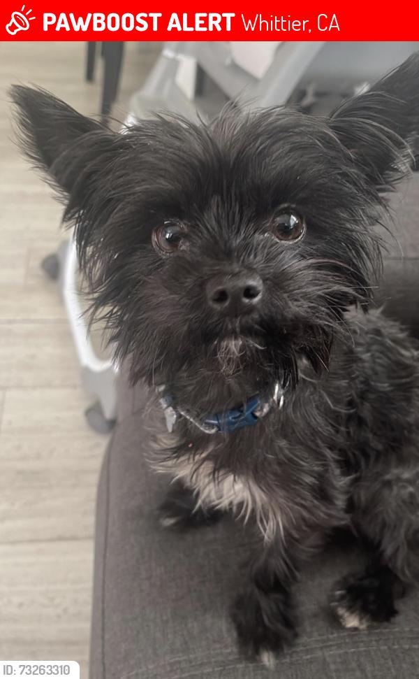 Lost Male Dog last seen Painter/slauson, Whittier, CA 90602