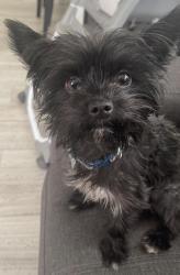 Lost Male Dog last seen Painter/slauson, Whittier, CA 90602