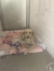 Found/Stray Female Dog last seen Unsure, Fort Walton Beach, FL 32549