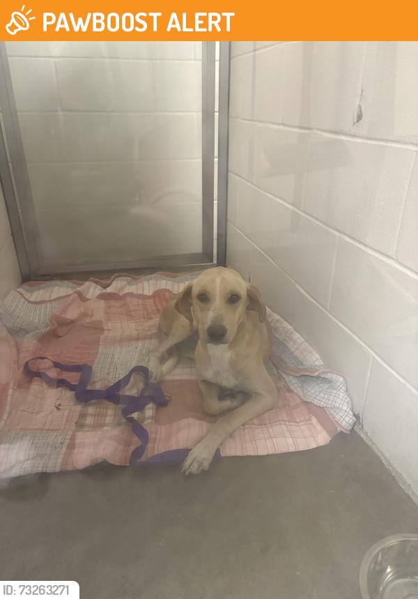 Found/Stray Female Dog last seen Unsure, Fort Walton Beach, FL 32549