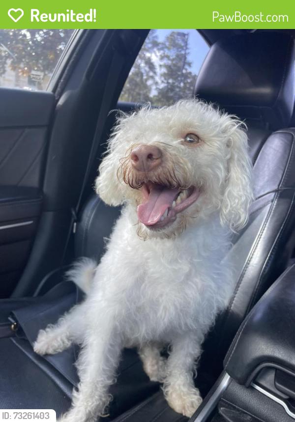 Reunited Male Dog last seen Chestnut Ridge, Houston, TX 77339