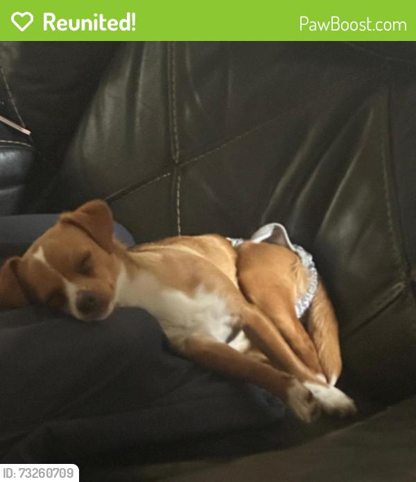 Reunited Female Dog last seen Parkway lakes, Richmond, TX 77407