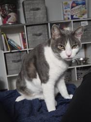 Lost Female Cat last seen Salquist rd., Gresham, OR 97080