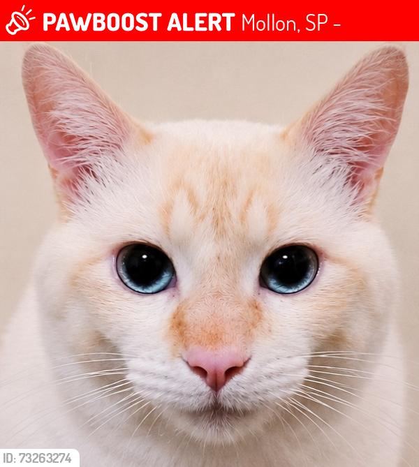 Lost Male Cat last seen Supermercado dore, loja havini, Mollon, SP 13456-570