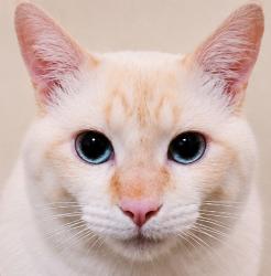 Lost Male Cat last seen Supermercado dore, loja havini, Mollon, SP 13456-570