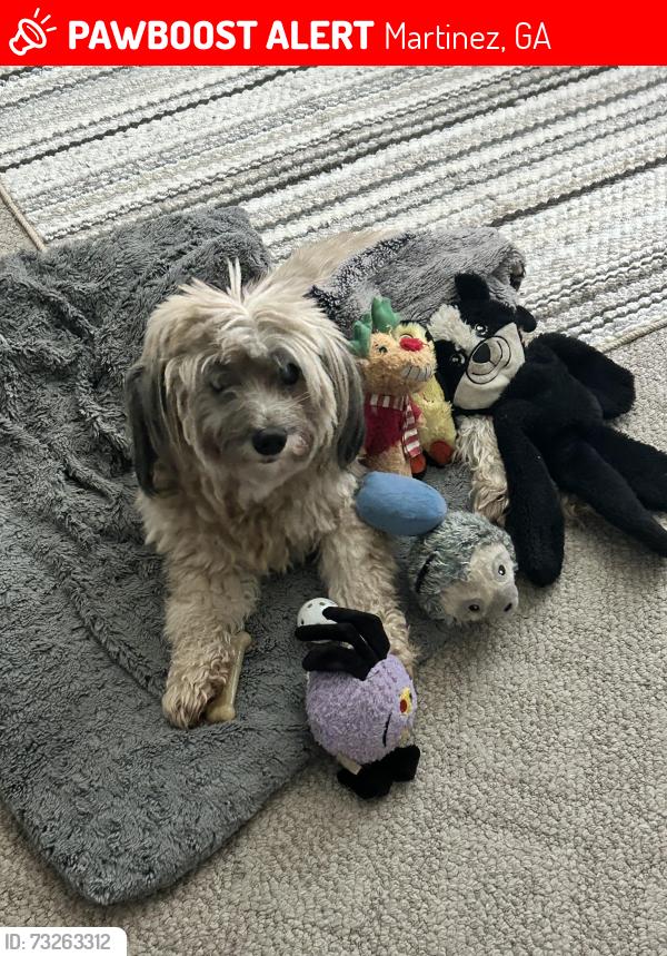 Lost Female Dog last seen Shadowmoor and Belair Road, Martinez, GA 30907
