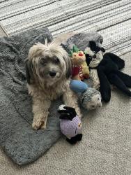 Lost Female Dog last seen Shadowmoor and Belair Road, Martinez, GA 30907