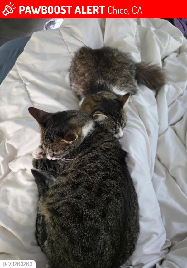 Lost Unknown Cat last seen Garner/Nighthawk, Chico, CA 95973