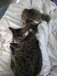 Lost Unknown Cat last seen Garner/Nighthawk, Chico, CA 95973