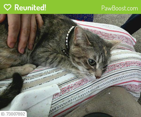 Reunited Female Cat last seen White Rock, Briar Cove, Indian Creek, Anna, TX 75409
