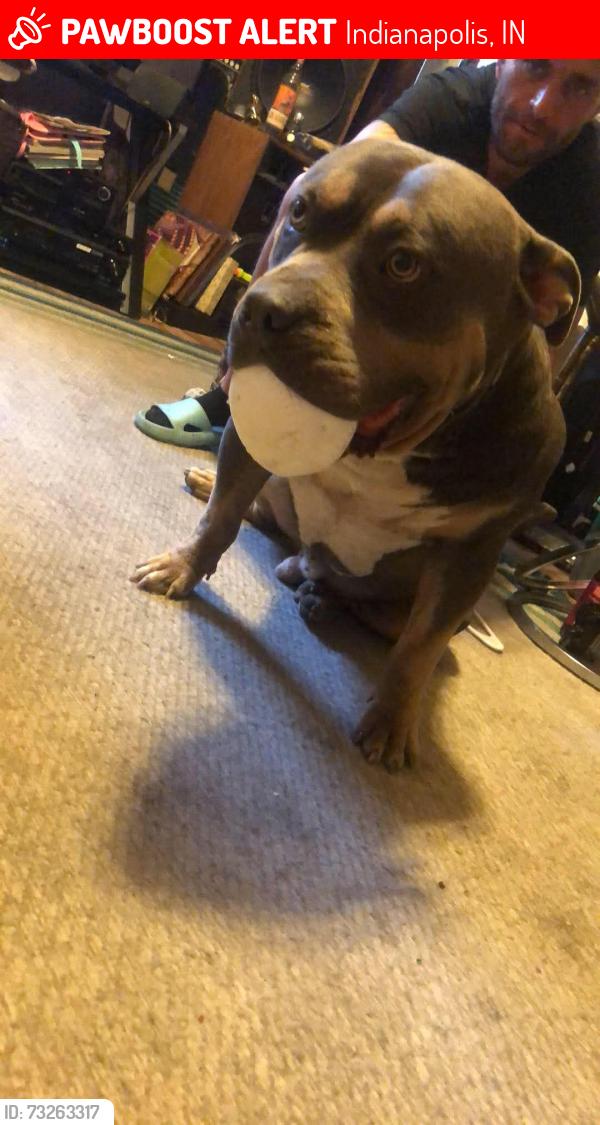 Lost Male Dog last seen S Talbott st and cavin st, Indianapolis, IN 46225