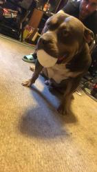 Lost Male Dog last seen S Talbott st and cavin st, Indianapolis, IN 46225