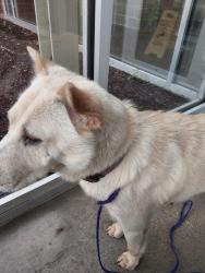 Lost Female Dog last seen North Reading & rockford, Tulsa, OK 74106