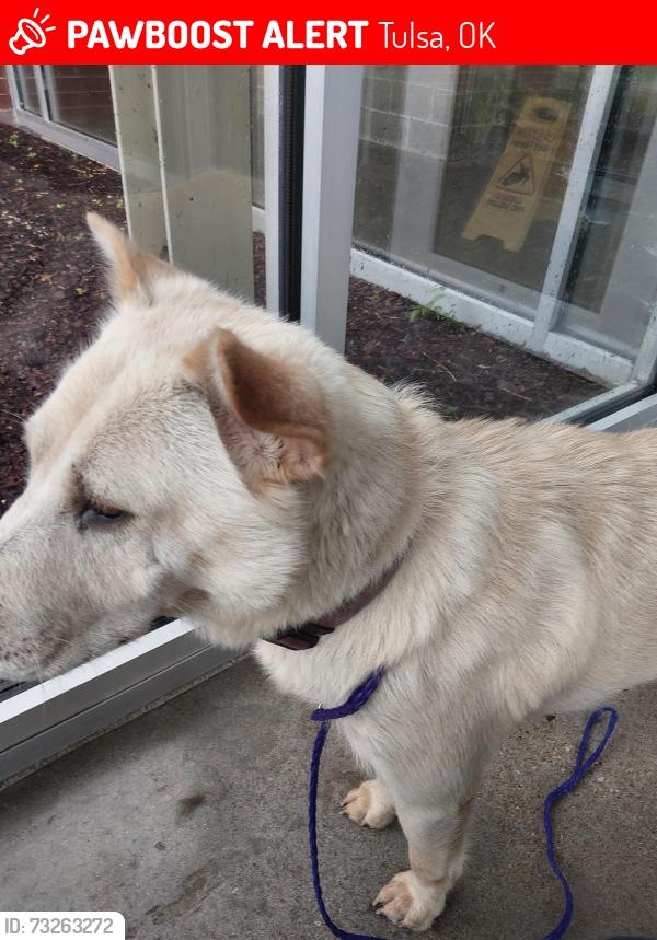 Lost Female Dog last seen North Reading & rockford, Tulsa, OK 74106