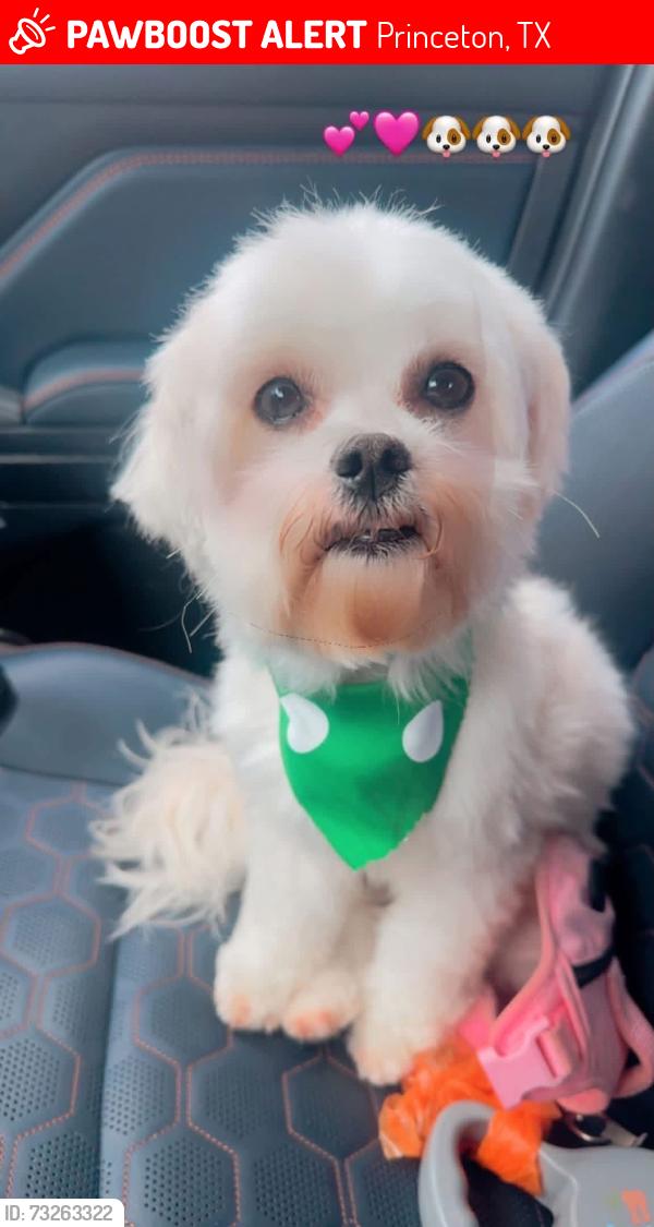 Lost Female Dog last seen Winchester, Princeton, TX 75407