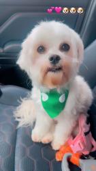 Lost Female Dog last seen Winchester, Princeton, TX 75407