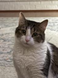 Lost Female Cat last seen Mackey Dr and Rivera Dr, Fort Worth, TX 76180