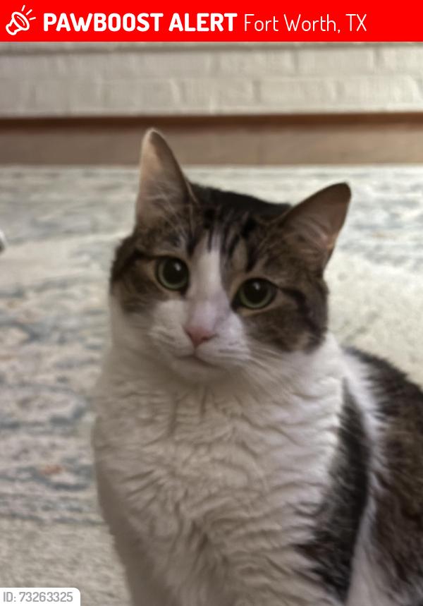 Lost Female Cat last seen Mackey Dr and Rivera Dr, Fort Worth, TX 76180