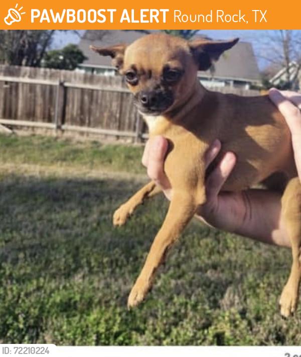 Found/Stray Female Dog last seen Near Yucca Dr, Round Rock, TX 78681