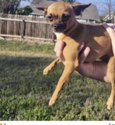 Found/Stray Female Dog last seen Near Yucca Dr, Round Rock, TX 78681