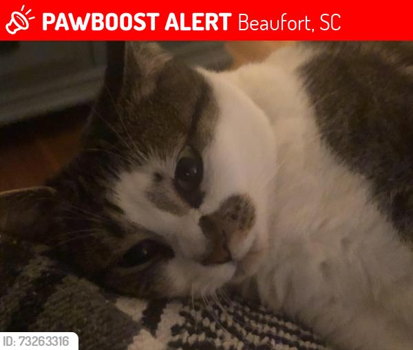 Lost Female Cat last seen Ferry drive, Beaufort, SC 29907